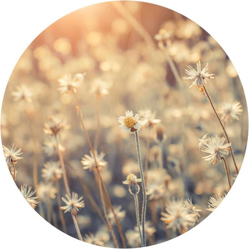 K&L Wall Art Vliestapete »Runde Vliestapete«, GänseBlumen Wiese Daisy, mehrfarbig, matt - bunt