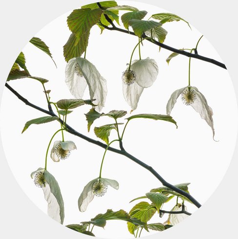 K&L Wall Art Vliestapete »Runde Vliestapete«, Kadam Apfelbaum Garten, mehrfarbig, matt - bunt