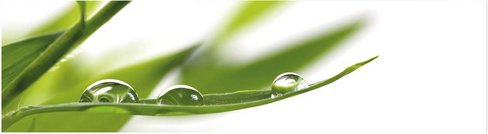 mySPOTTI Küchenrückwand »Dew Drop«, Aluverbund, Blätter