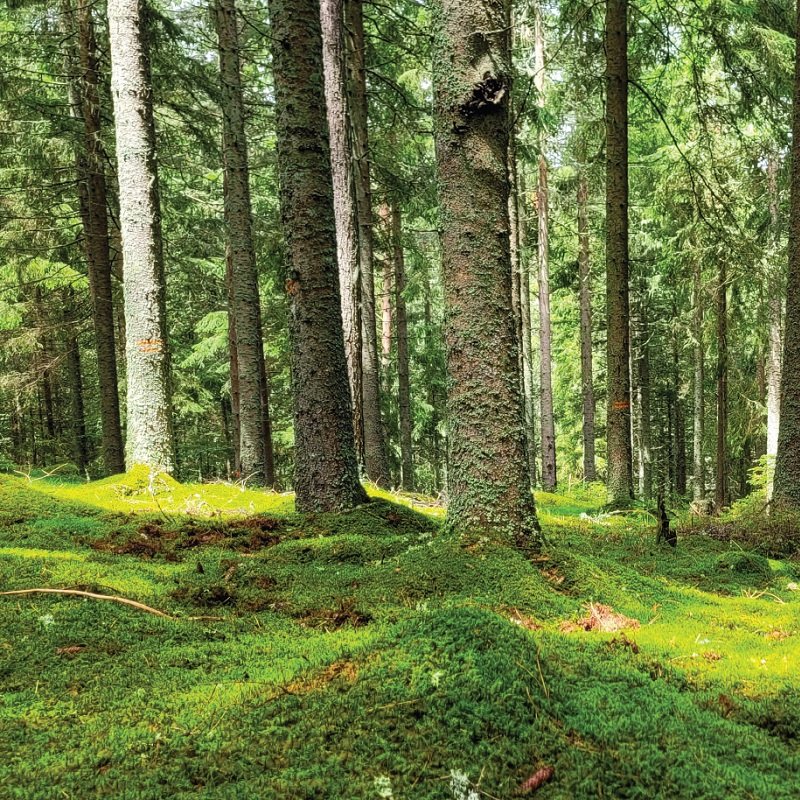 Waldbaden - Weissacher Wald