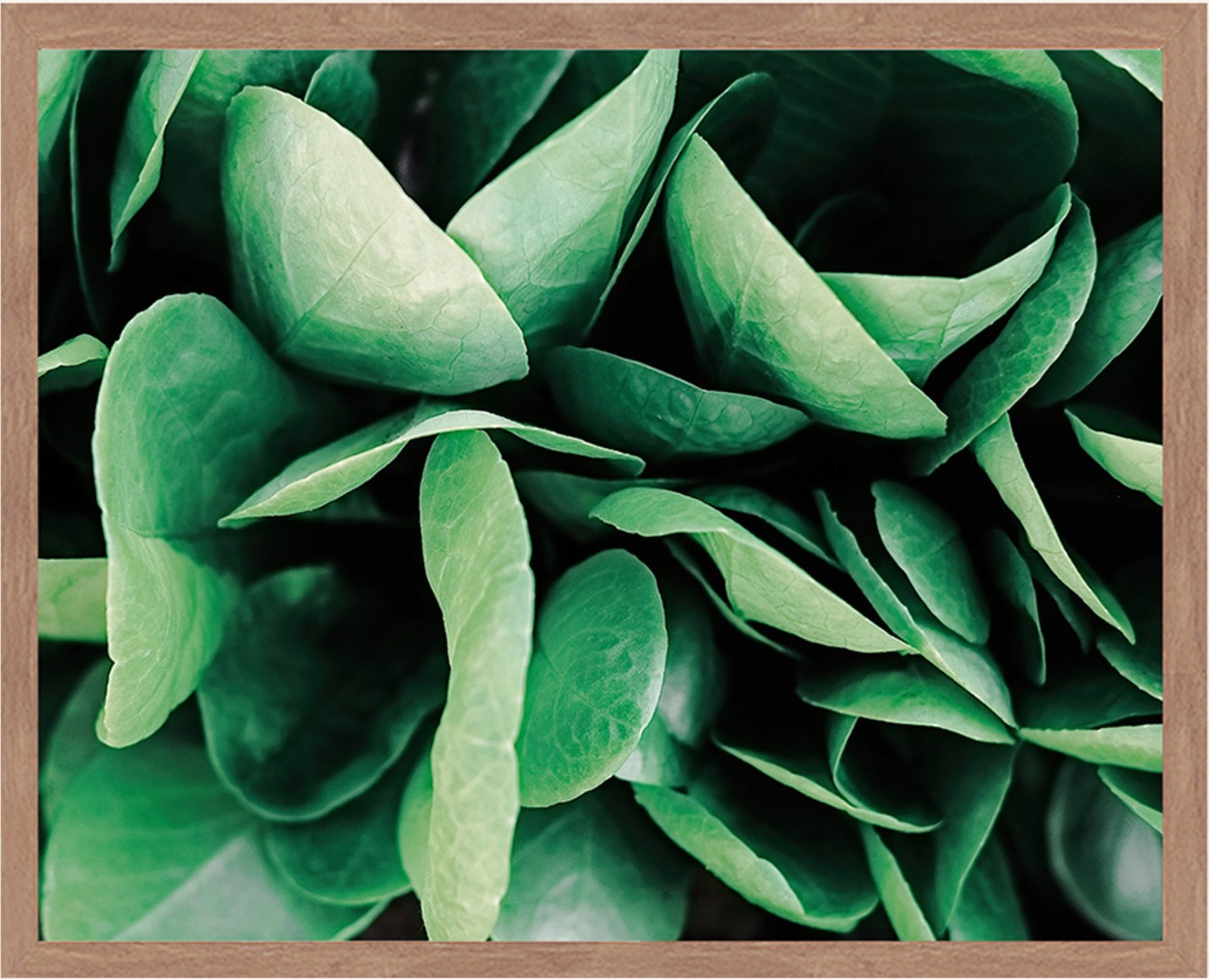Liv Corday Wandbild Grüne Frische Pflanzen Mit Rahmen braun