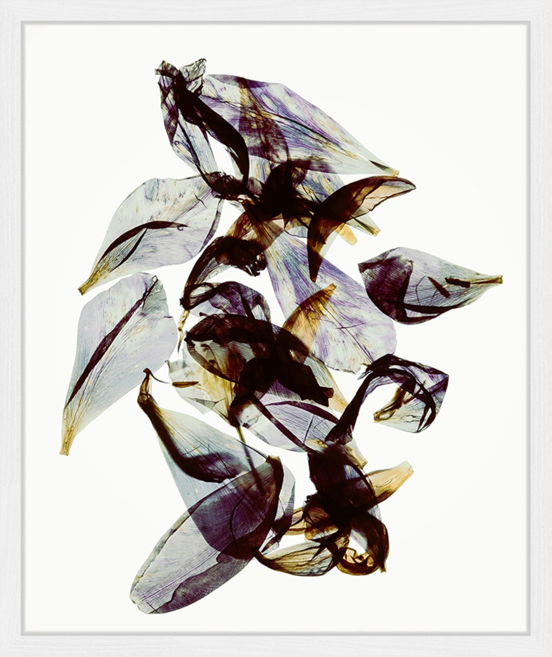 Any Image Wandbild Rhododendron Mit Rahmen weiss