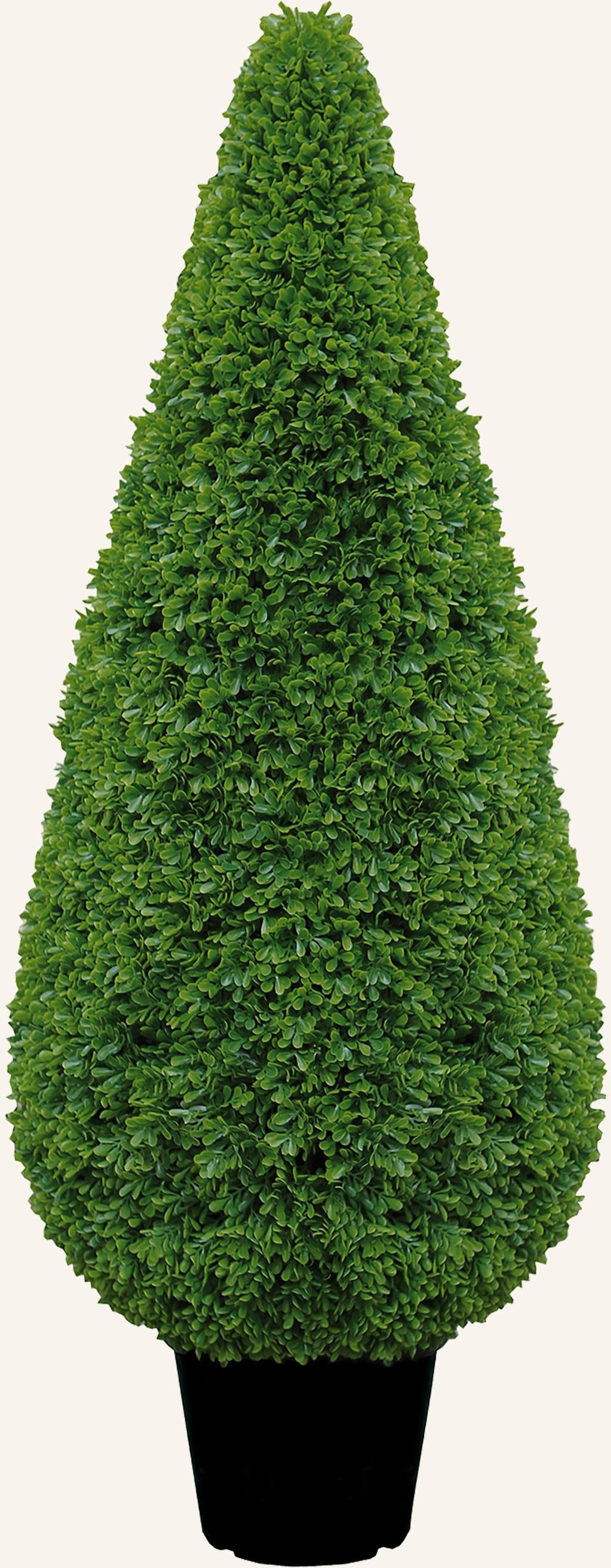 Fink Buchsbaum Kegel gruen