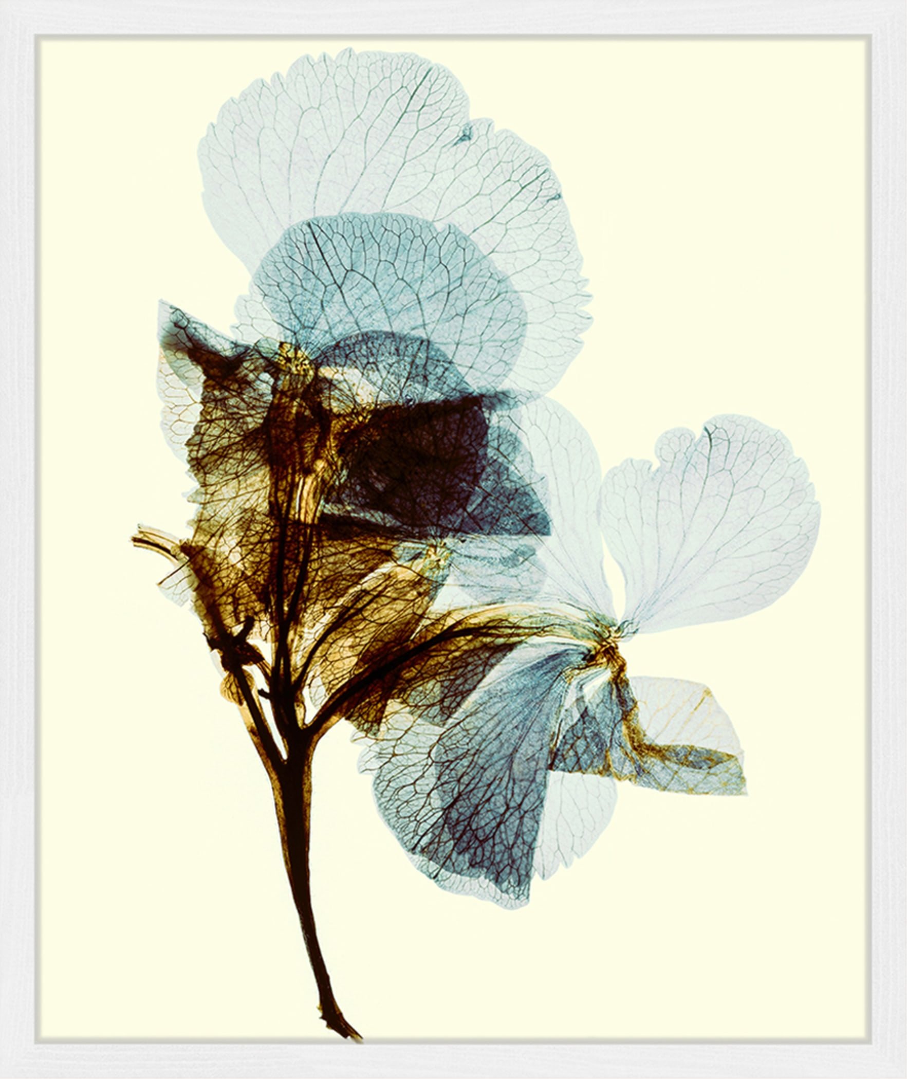 Any Image Wandbild Blumentextur Mit Rahmen weiss