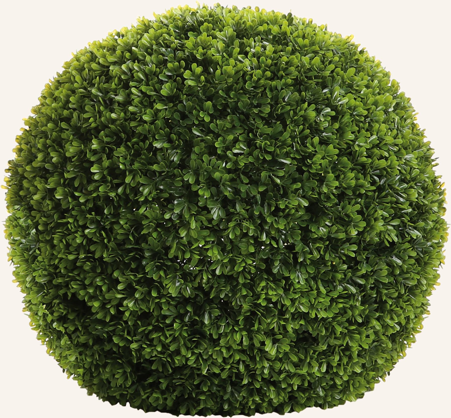 Fink Buchskugel Buxus gruen