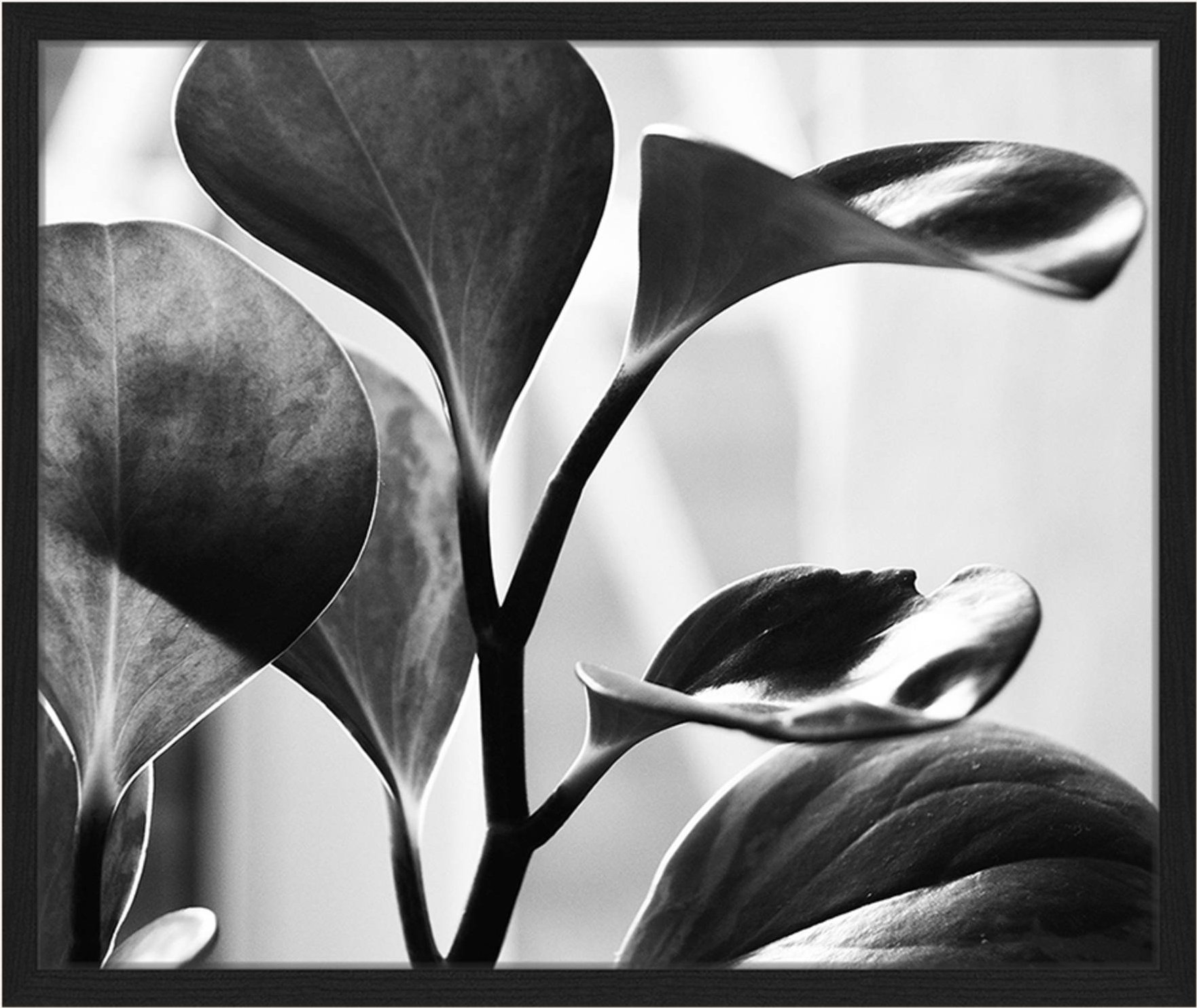 Liv Corday Wandbild Schwarze Pflanze Mit Rahmen schwarz