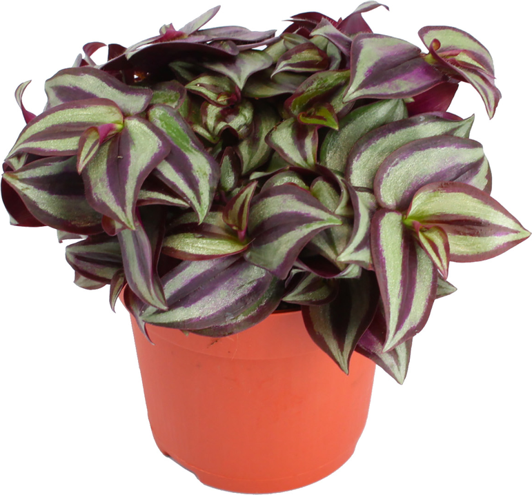 toom Dreimasterblume 'Tradescantia zebrina' 10,5 cm Topf