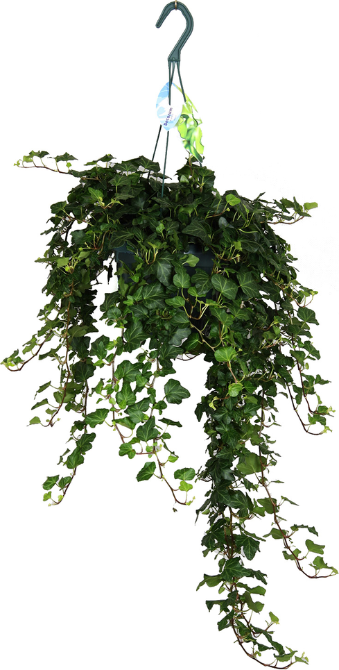 toom Efeu 'Wonder' 18 cm Topf