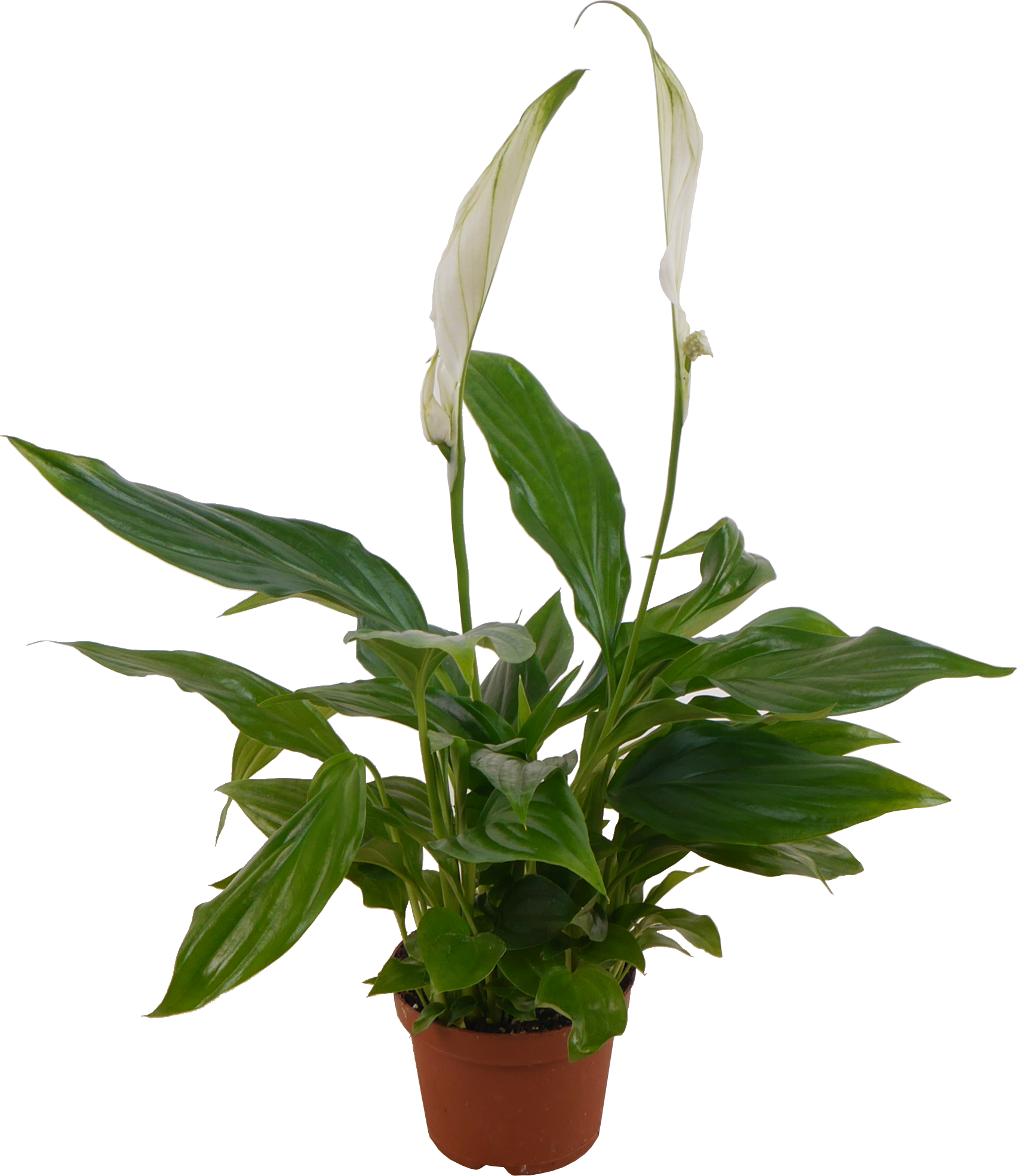 toom Einblatt weiß 9 cm Topf