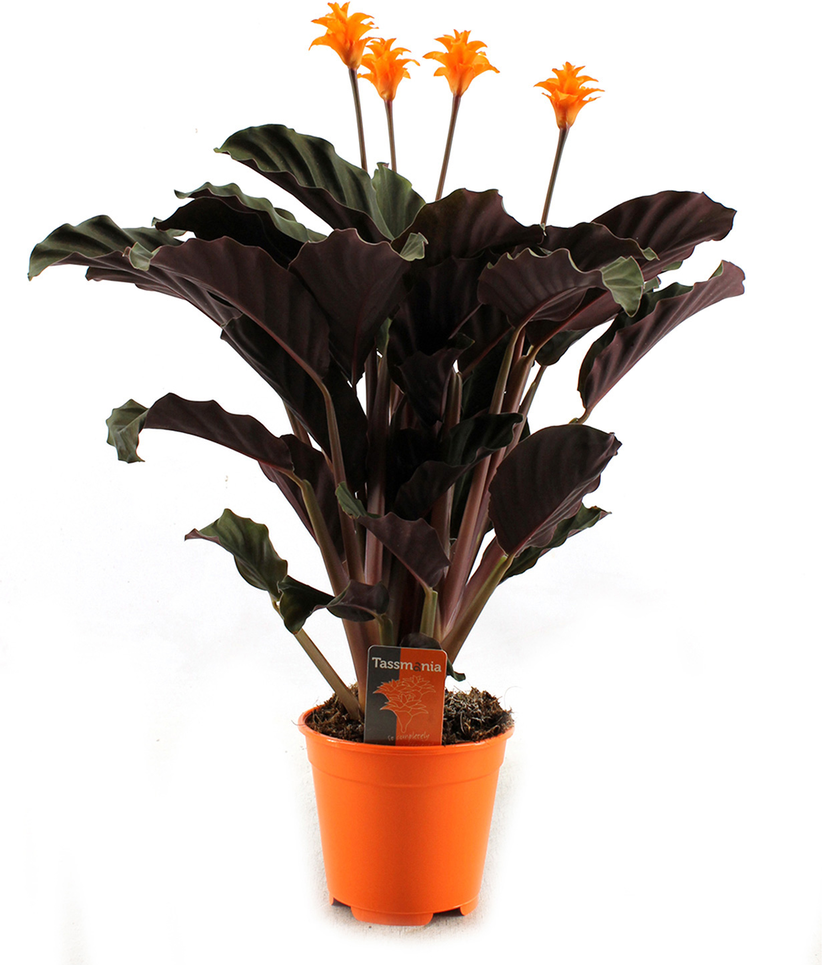 toom Blühende Korbmarante 14 cm Topf