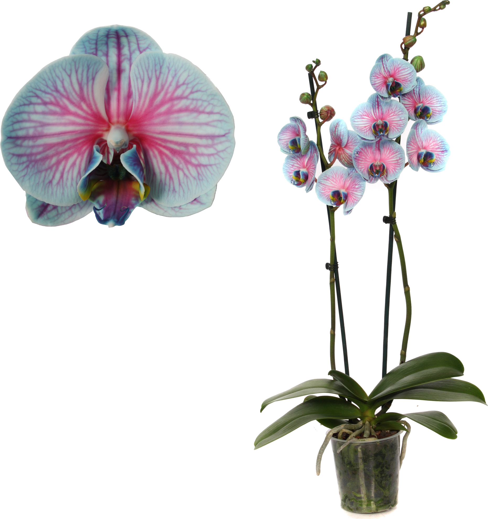 toom Schmetterlingsorchidee 'Royal Bubblegum' 2 Rispen blau/pink 12 cm Topf