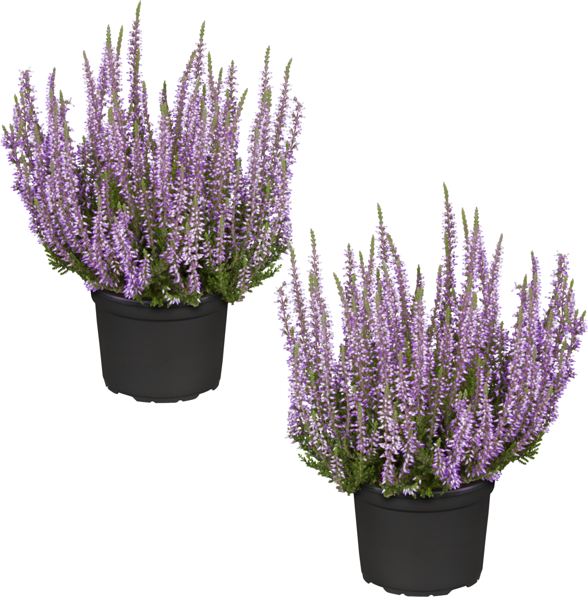 toom Knospenheide 'Gardengirls®' violett 12 cm Topf, 2er-Set