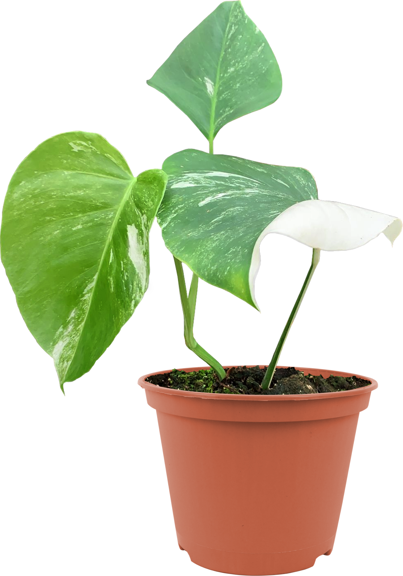 toom Monstera 'Variegata' 17 cm Topf