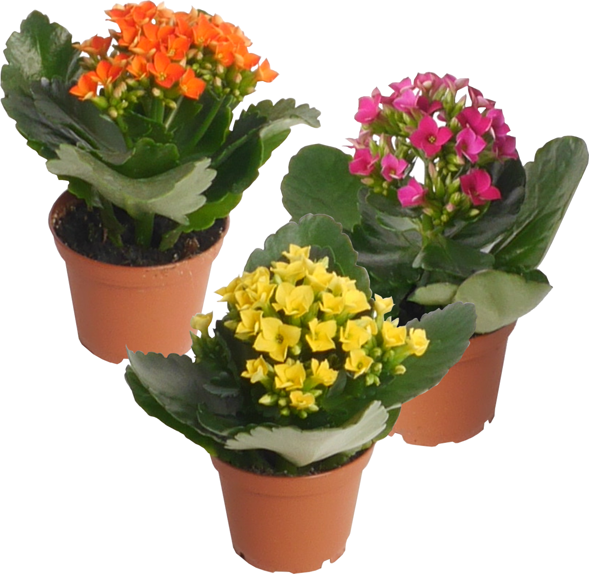 toom Kalanchoe ungefüllt Farbmix 7 cm Topf, 3er-Set