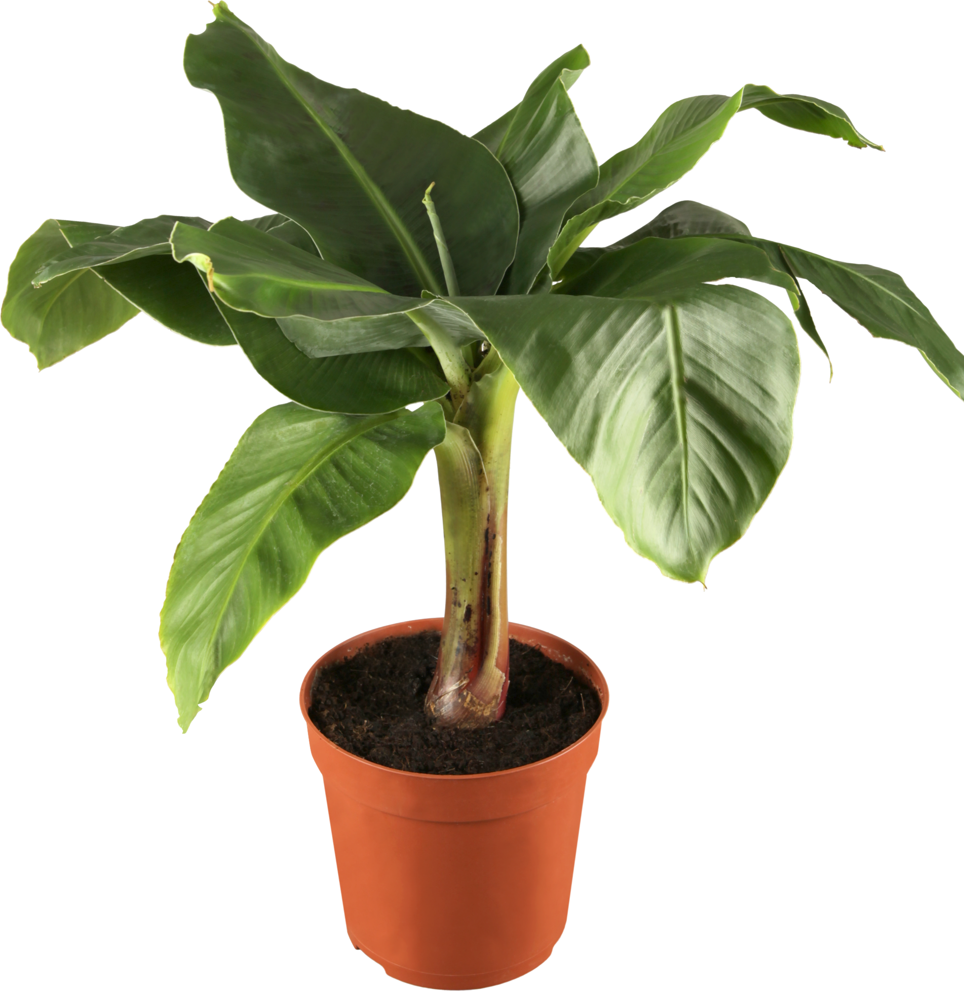 toom Banane 'Tropicana' 12 cm Topf