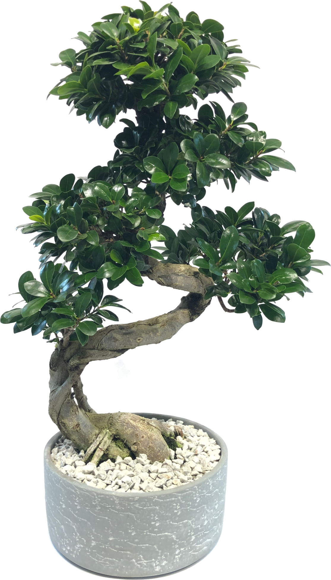 Zimmerbonsai Ficus 'Ginseng' S-Form in Schale grau 24 cm