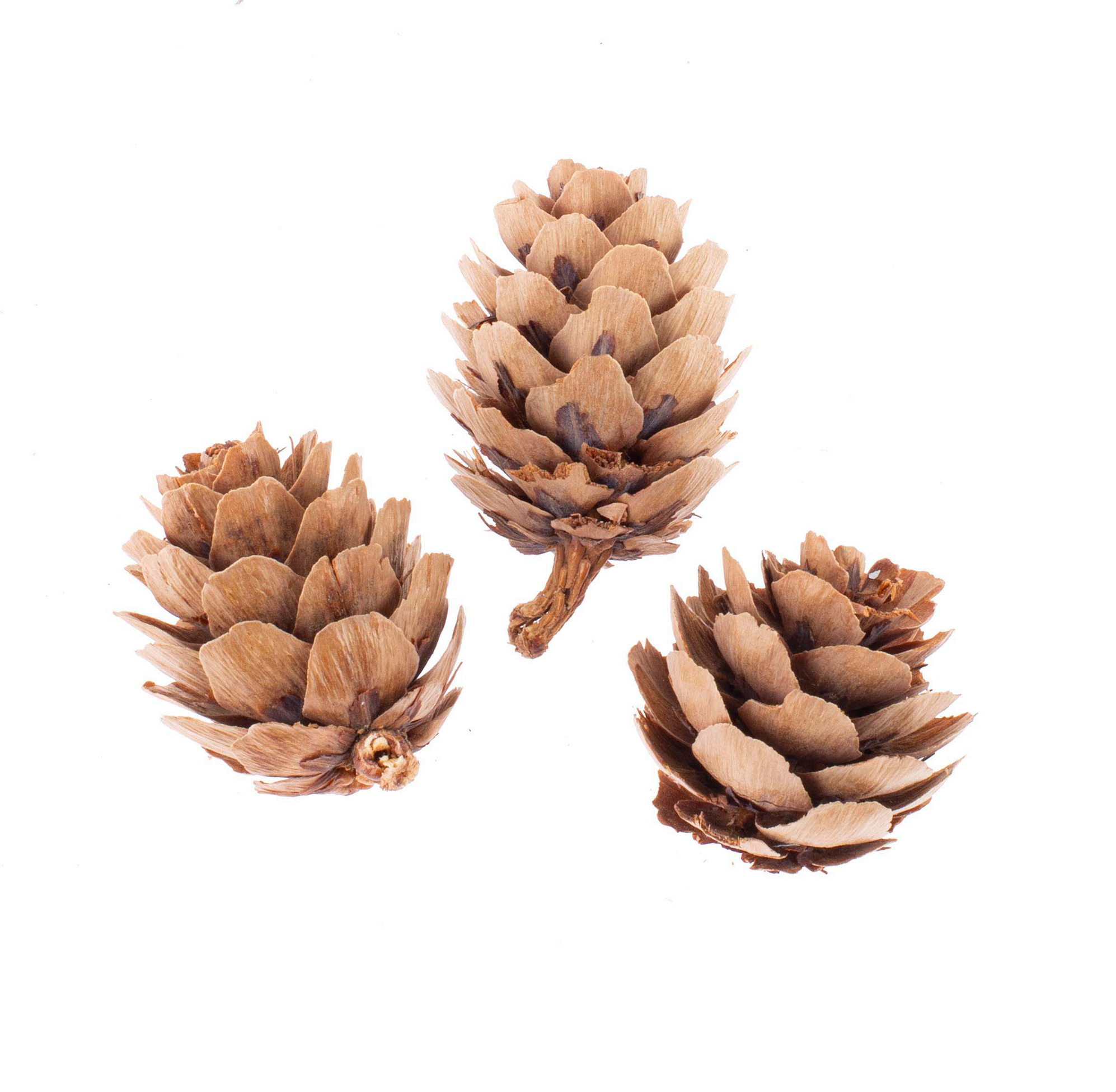 Glorex Zapfen-Mix natur 2-4 cm 50 Stück