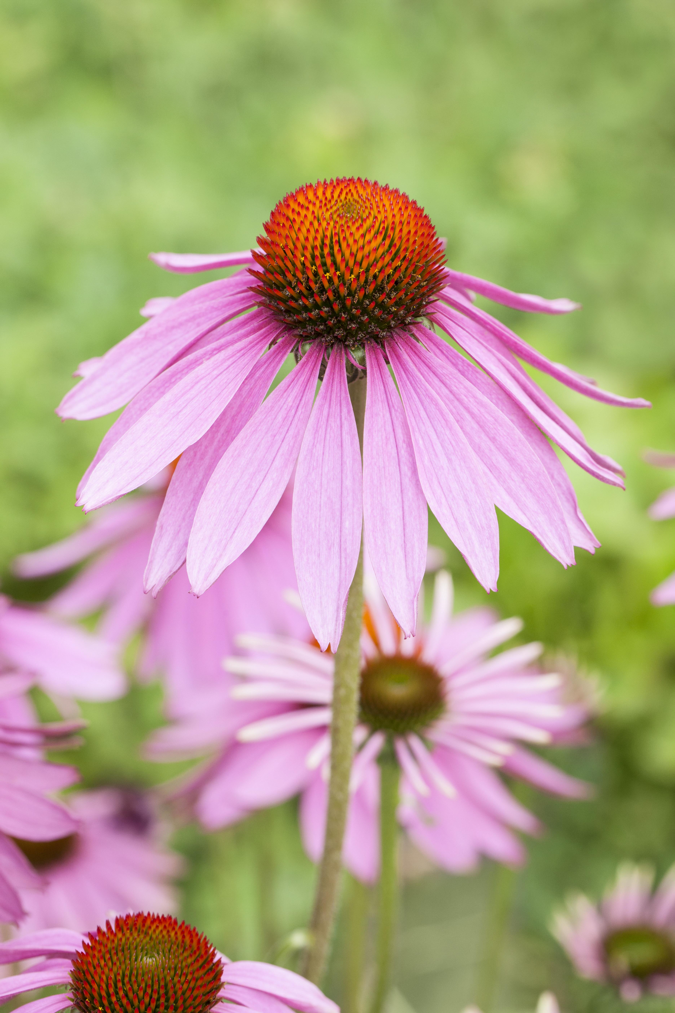 Thumbnail - Roter Sonnenhut 'Magnus', 9 cm Topf, 3er-Set