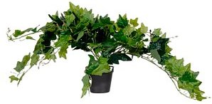 Thumbnail - meet powered by PAPERFLOW EFEU Kunstpflanze 80,0 cm