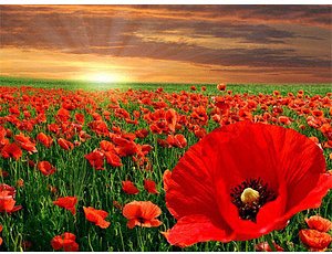 Thumbnail - PRACHT® Creatives Diamond Painting Mohnblumen mehrfarbig