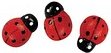 Rayher Holz-Streudeko rot/schwarz Marienkäfer Ø 1,0 cm, 24 St.