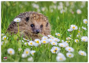 VELOFLEX Schreibtischunterlage Igel Kunststoff 50,0 x 35,0 cm, 1 St.