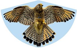 Günther® Flugdrachen Falke mehrfarbig, 1 St.