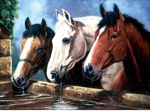 PRACHT® Creatives Malen-nach-Zahlen trinkende Pferde mehrfarbig