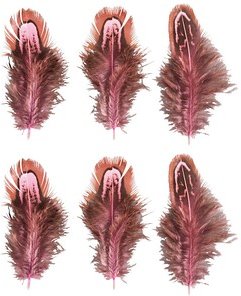 Rayher Federn pink, 6 St.