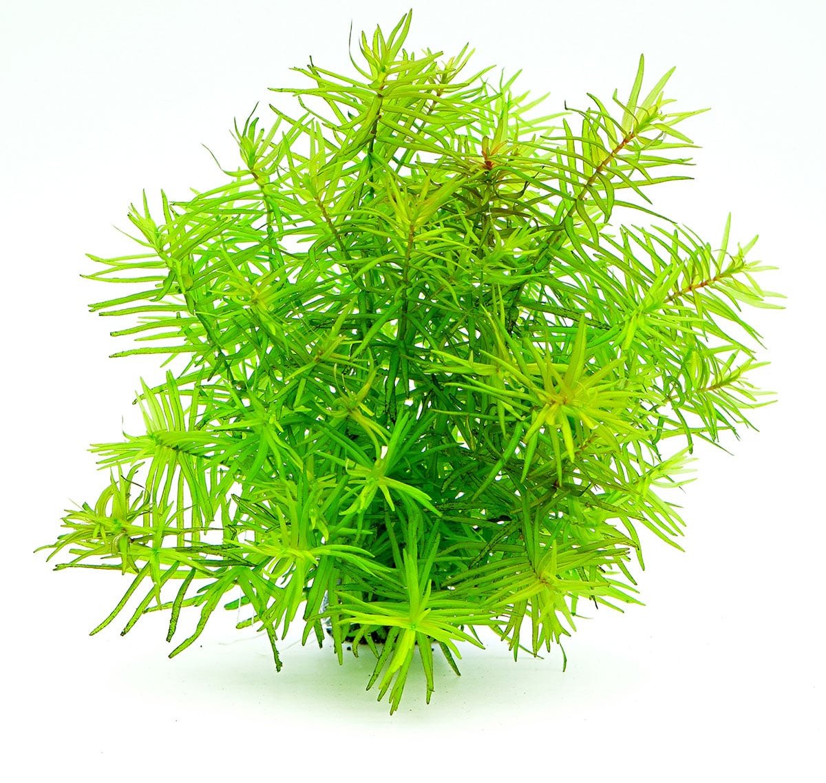 Dennerle Plants Didiplis diandra In-Vitro