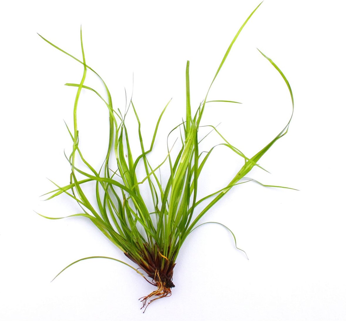 Dennerle Plants Juncus repens In-Vitro