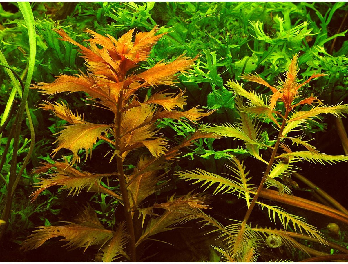 Dennerle Plants Proserpinaca palustris In-Vitro