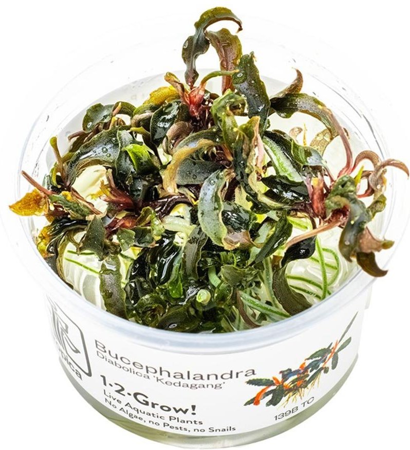 Tropica Zierpflanze Bucephalandra Kedagang