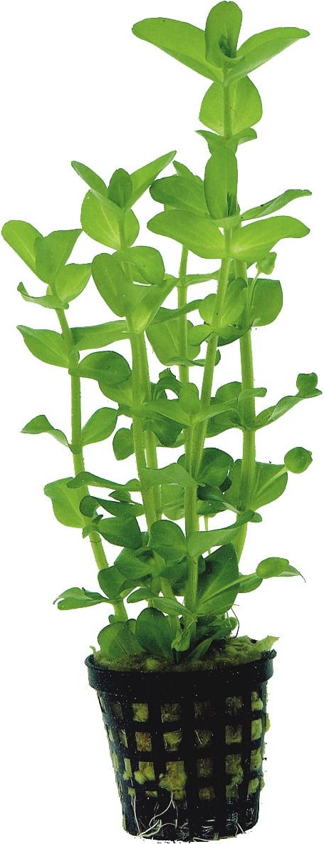 Aquafleur Bacopa Amplexicaulis Pflanze im 5 cm Topf