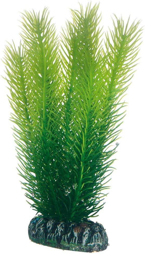 Hobby Aquariumdekoration Mayaca 16 cm