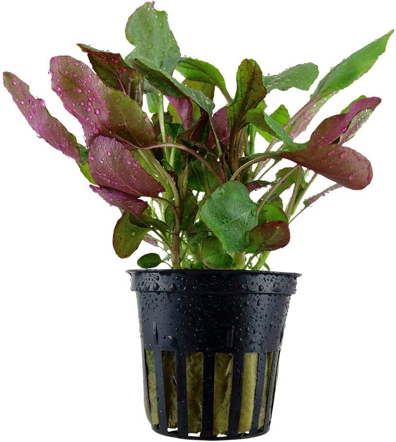 Tropica Aquariumpflanze Lobelia cardinalis