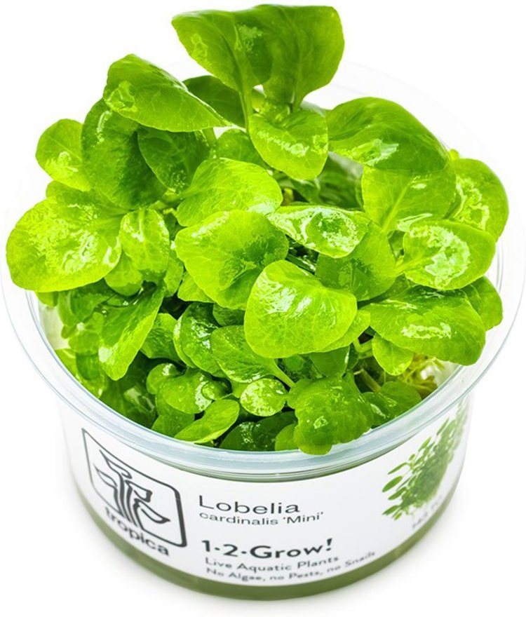 Tropica Bodenpflanze Lobelia cardinalis Mini