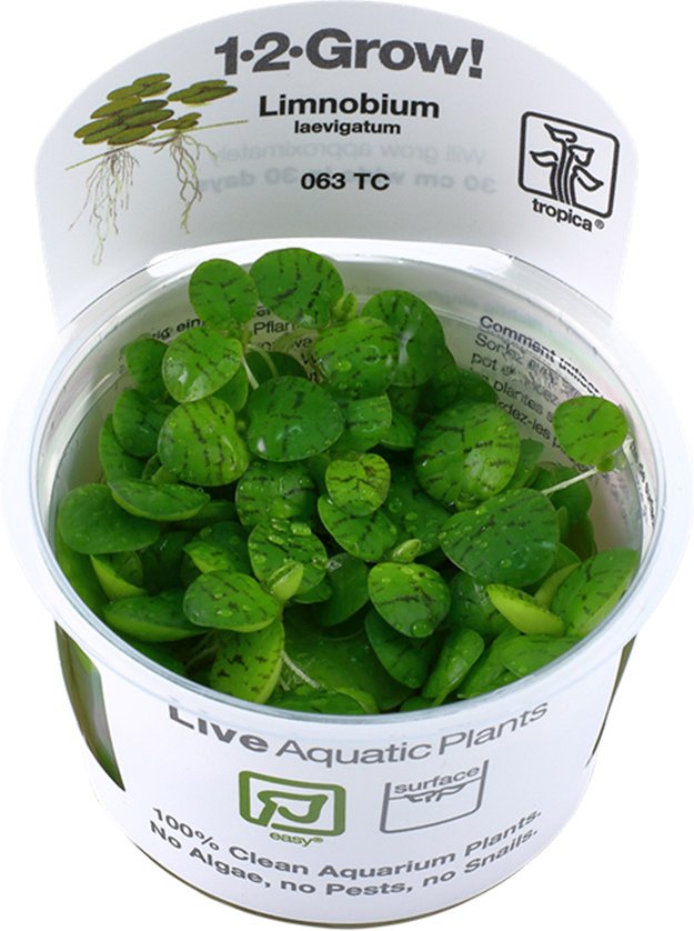 Tropica Schwimmpflanze Limnobium laevigatum