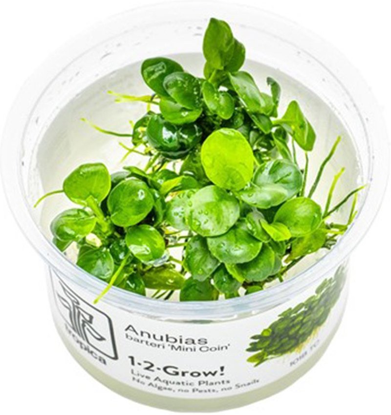 Tropica Aquariumpflanze Anubias barteri Mini Coin