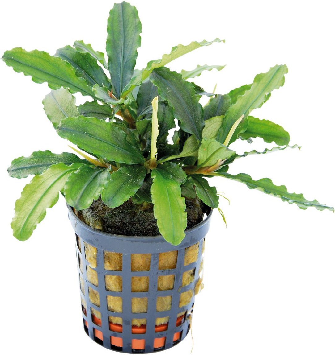 Aquafleur Bucephalandra Theia Grün im 5 cm Topf