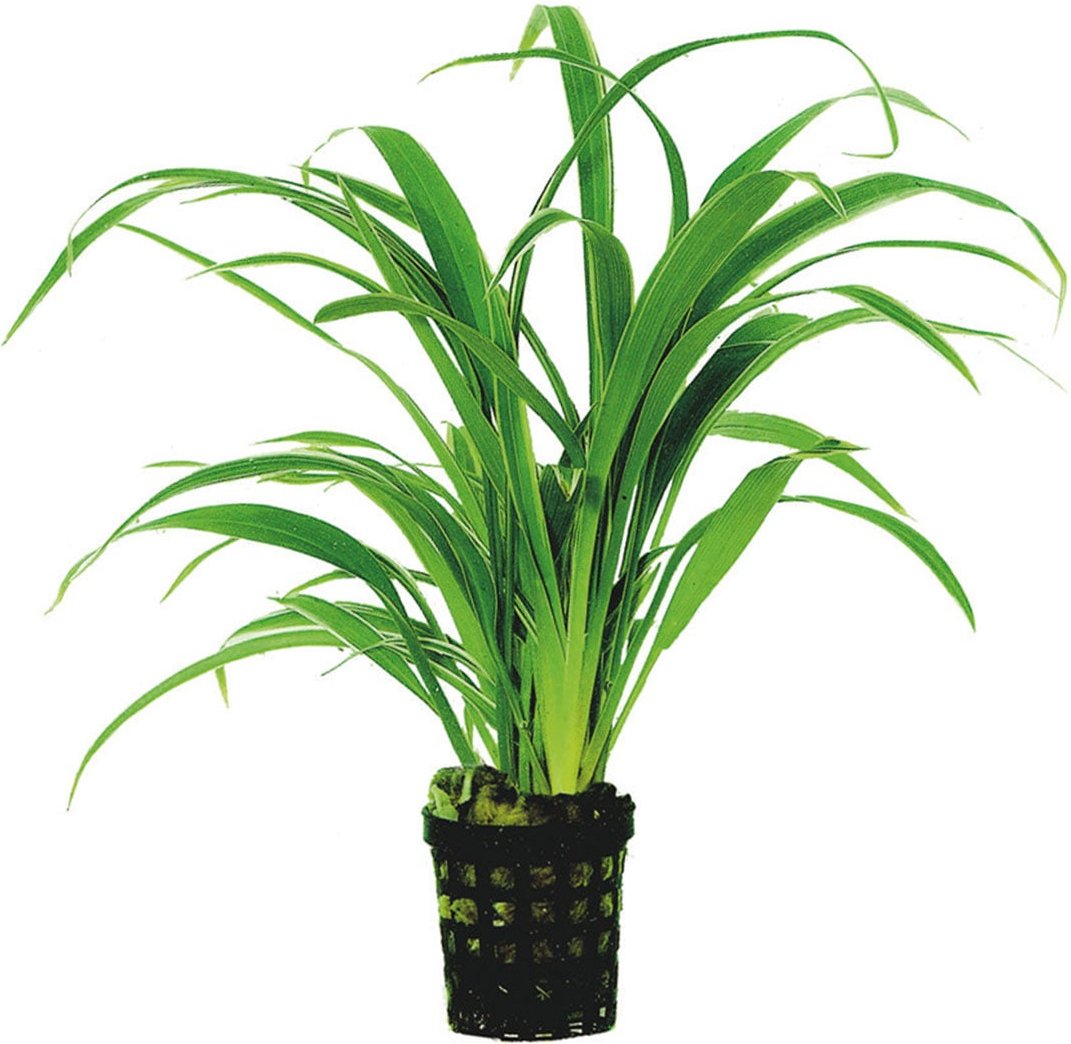 Aquafleur Chlorophytum Bichettii Planze im 5 cm Topf