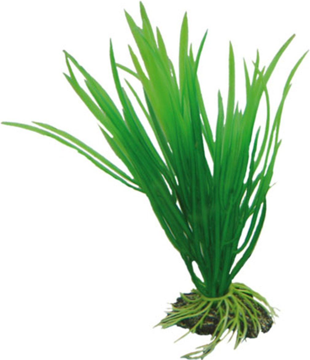 Hobby Aquariumdekoration Cyperus 16 cm