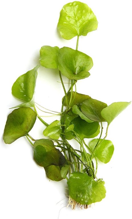 Dennerle Plants Nymphoides spec. ´Taiwan´ In-Vitro