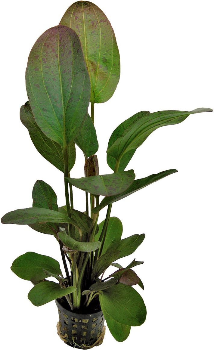 Aquafleur Echinodorus Ozelot Rot Pflanze im 5 cm Topf
