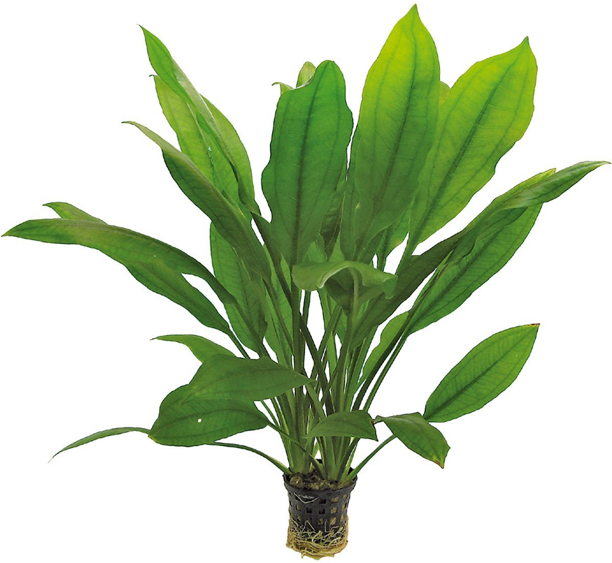 Aquafleur Echinodorus Bleheri Pflanze im 5 cm Topf