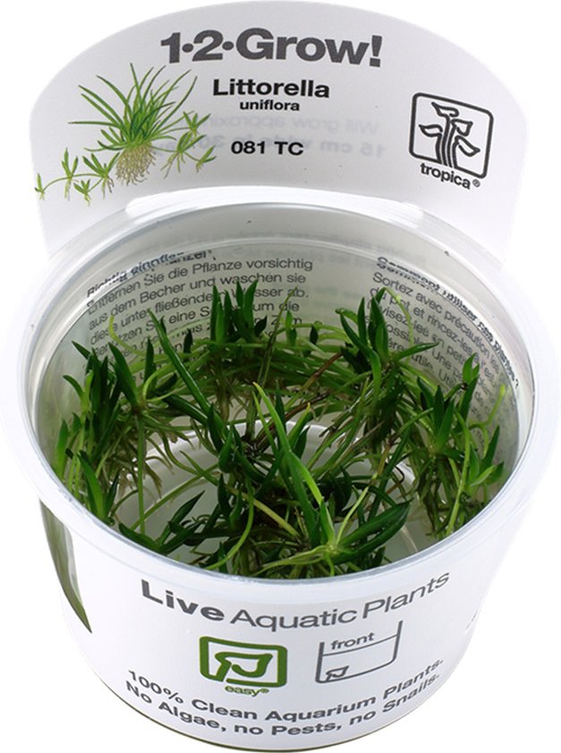 Tropica Grasartige Pflanze Littorella uniflora