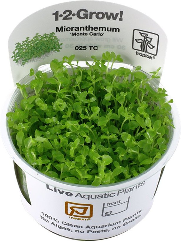 Tropica Micranthemum tweediei Monte Carlo