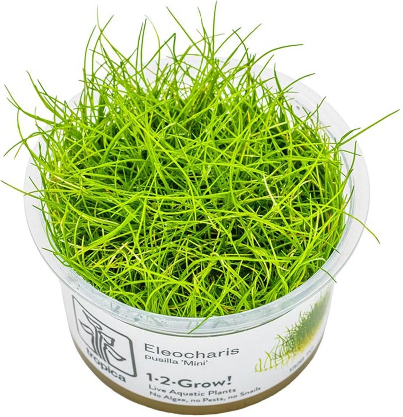 Tropica Bodendecker Eleocharis pusilla Mini