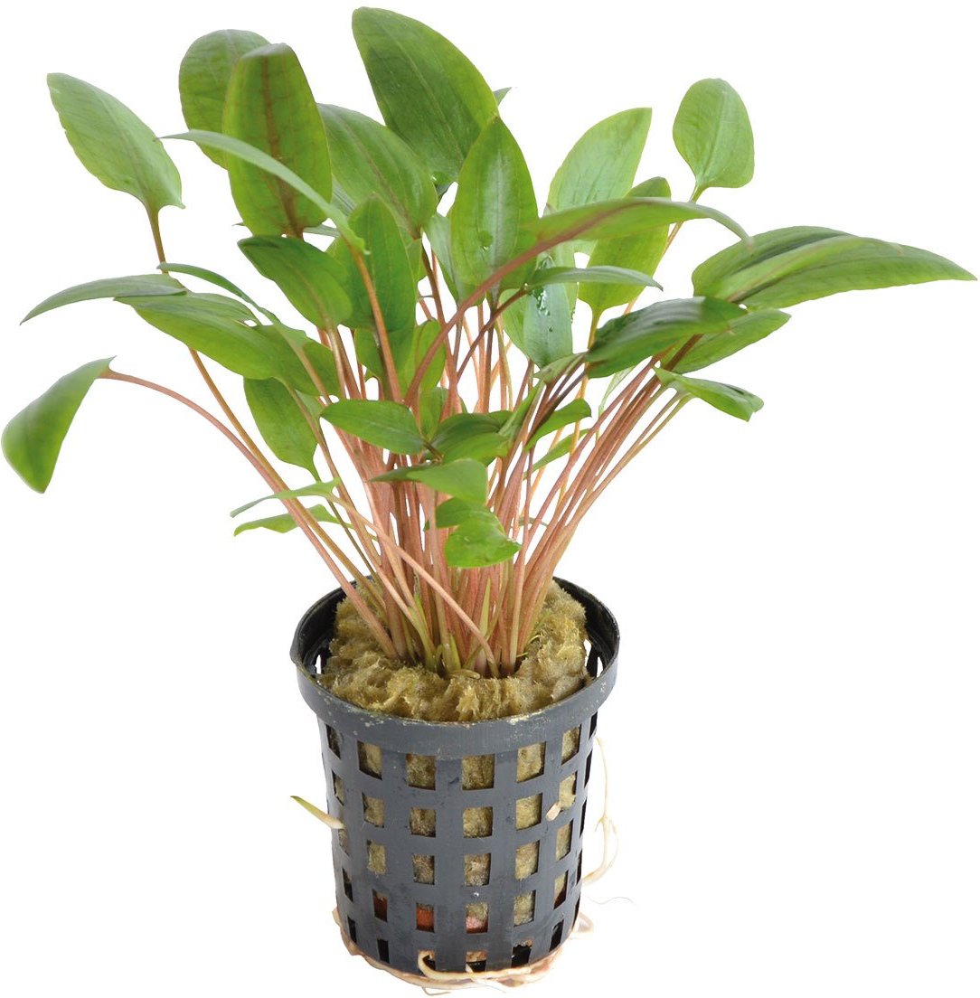 Aquafleur Cryptocoryne Wendtii Grün im 5 cm Topf
