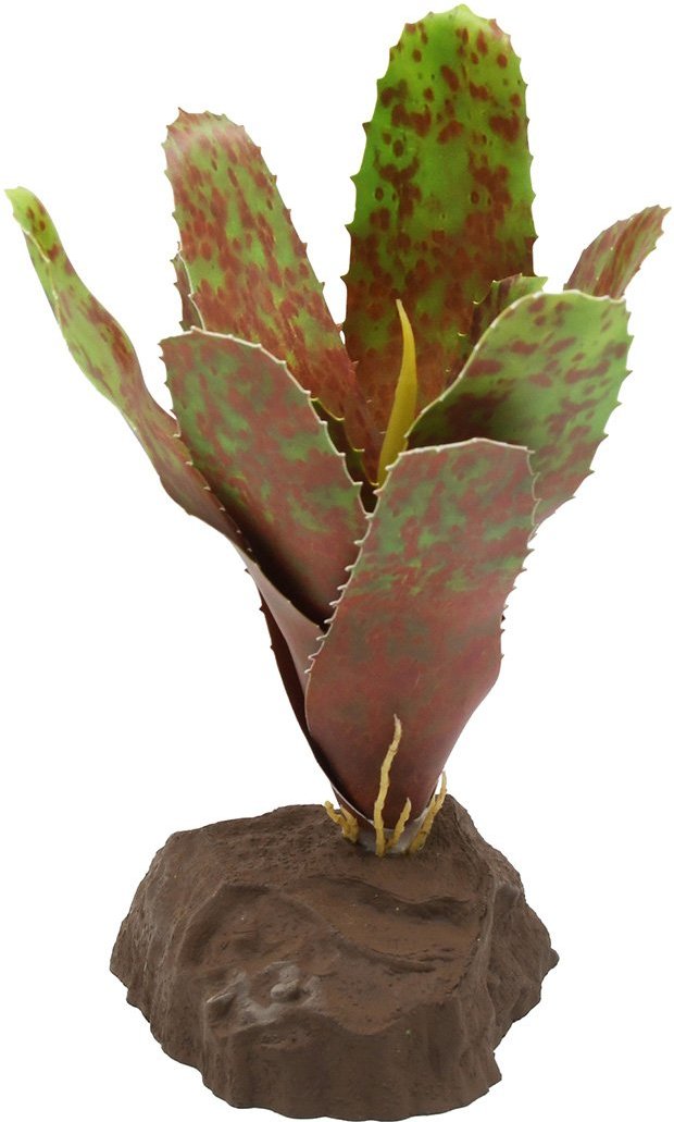 Lucky Reptile Bromelie Neoregelia grün 20 cm